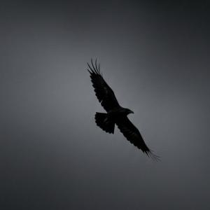 Sel_zajal_skill_pokazal